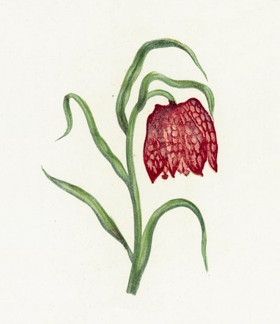 Common Fritillary by English School